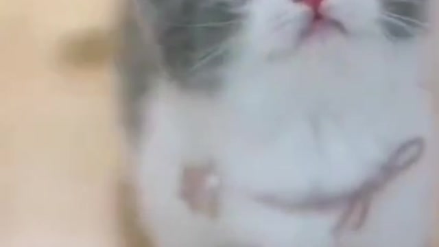 Cute cat 🥰❤️ viral video