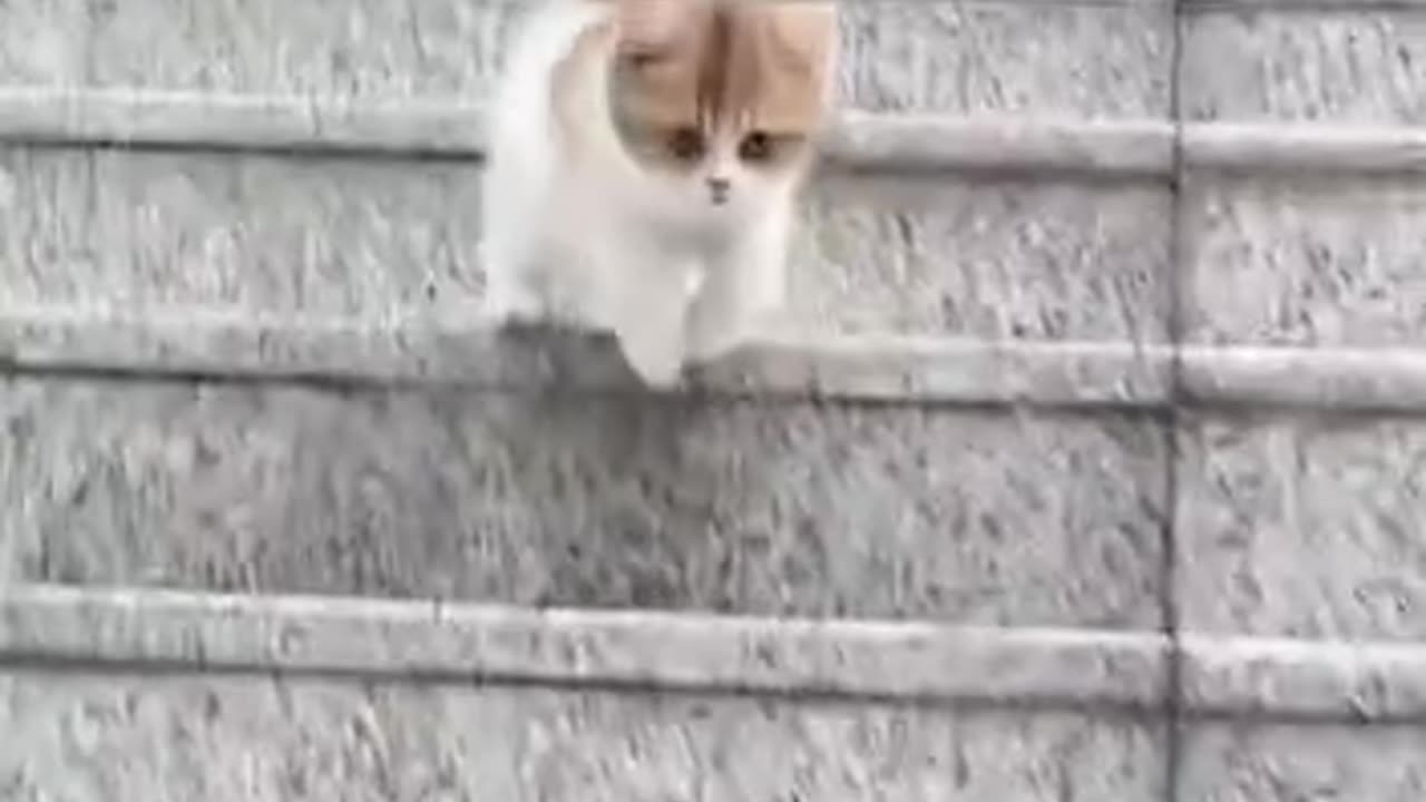 Smart kitten