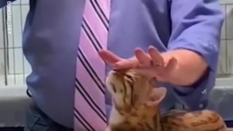 Behind The Scenes Of A Cat Show