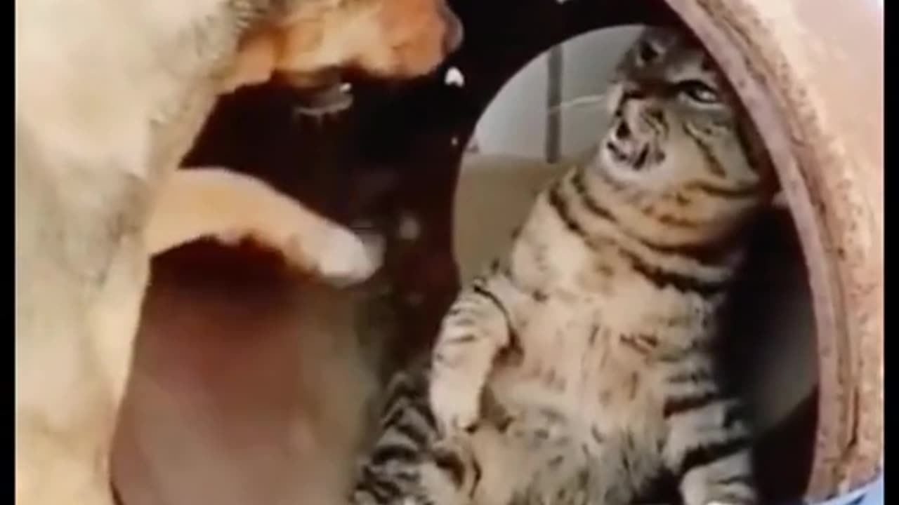 Butifull cat entertainment funny video