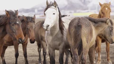 Horses in the wilderness