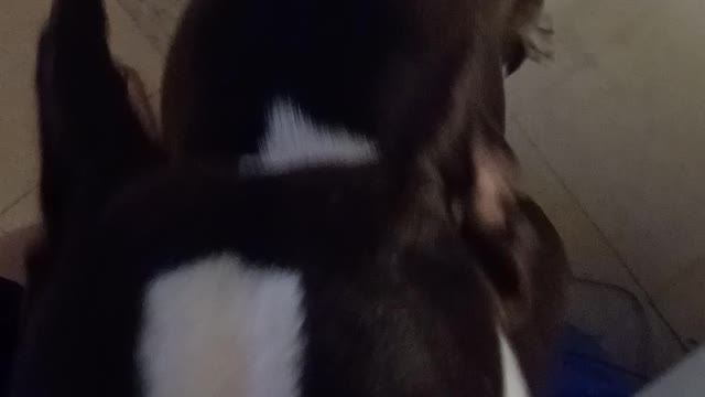 Weird funny hecatae puppy