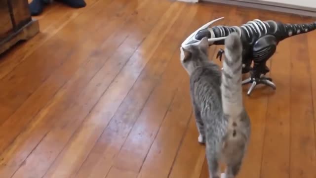 Funny pet animals compilation #funny