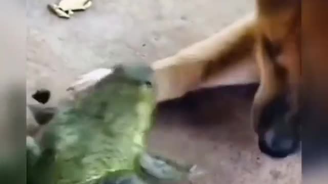 Frog and dog playing together 🐸🐸 🐕