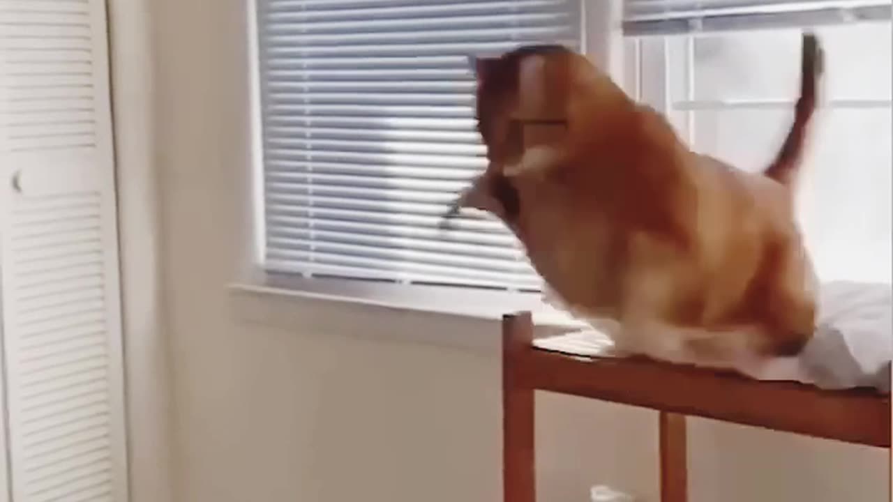 Animal funny video