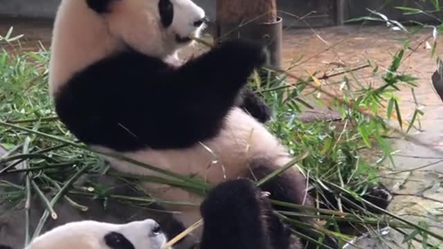 The panda in