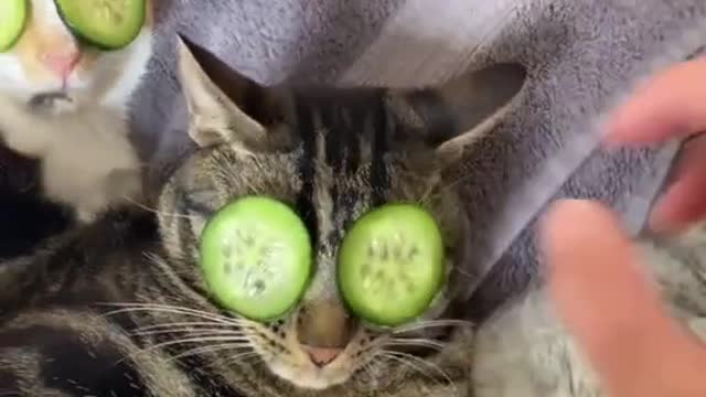 Three cats relaxing next to their master after a warm bath