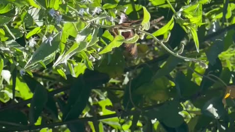 Borboletas no Pantanal - Nymphalidae