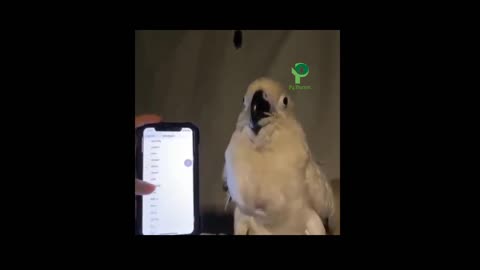 Funny cute parrot video