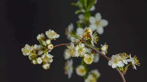 Manuka flowers New Zealand opening up