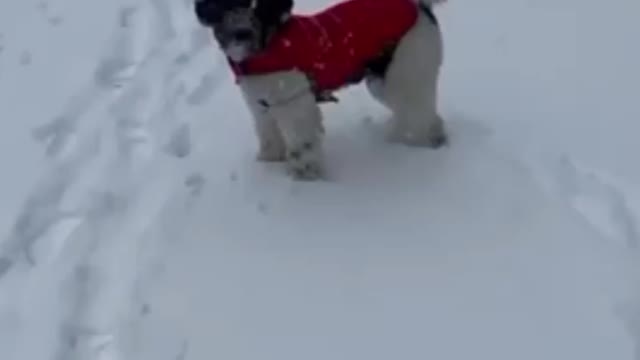 Shitzu walking in snow