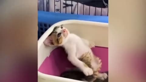 Funny dogs and cats video - Best funny animals video - Best video 2023