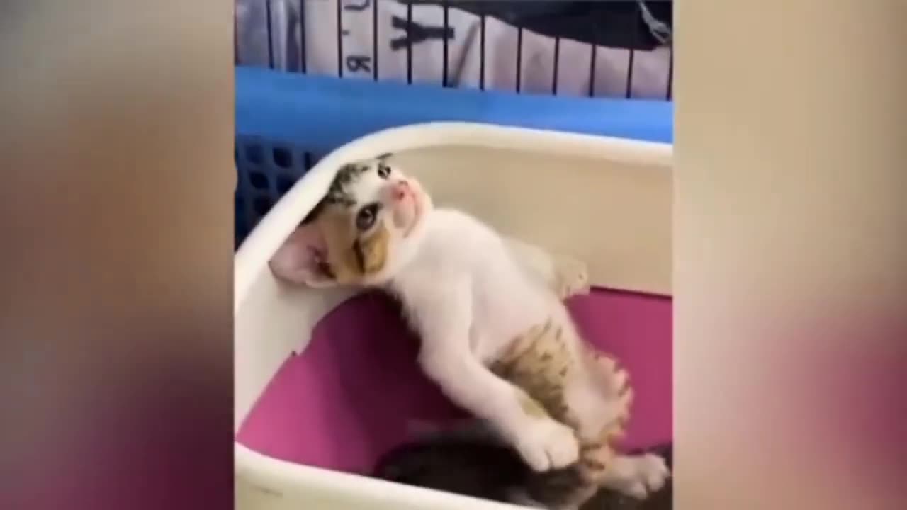 Funny dogs and cats video - Best funny animals video - Best video 2023