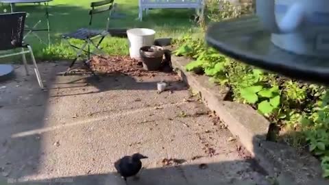 Animals and Owner Reunited After Years Apart!