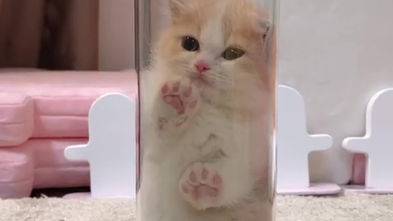 Funny cat video