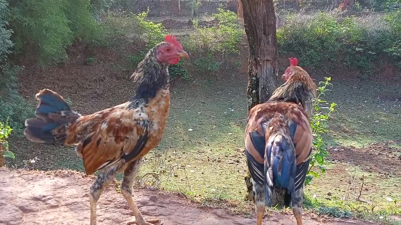 Cock Fight Full screen @Naren Bdi Blog. Fight each other