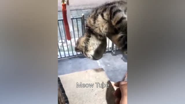 Funny Cats and Dogs Videos 😺🐶 Funniest Animals 2023 😂 Part 2