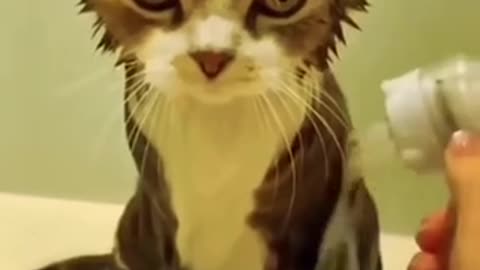 Funny animals things cats cute 🐈 😻