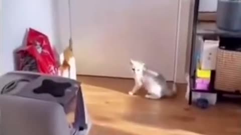 Funniest Cat And Dogs 😂 Funny Animal Videos 2022 #12