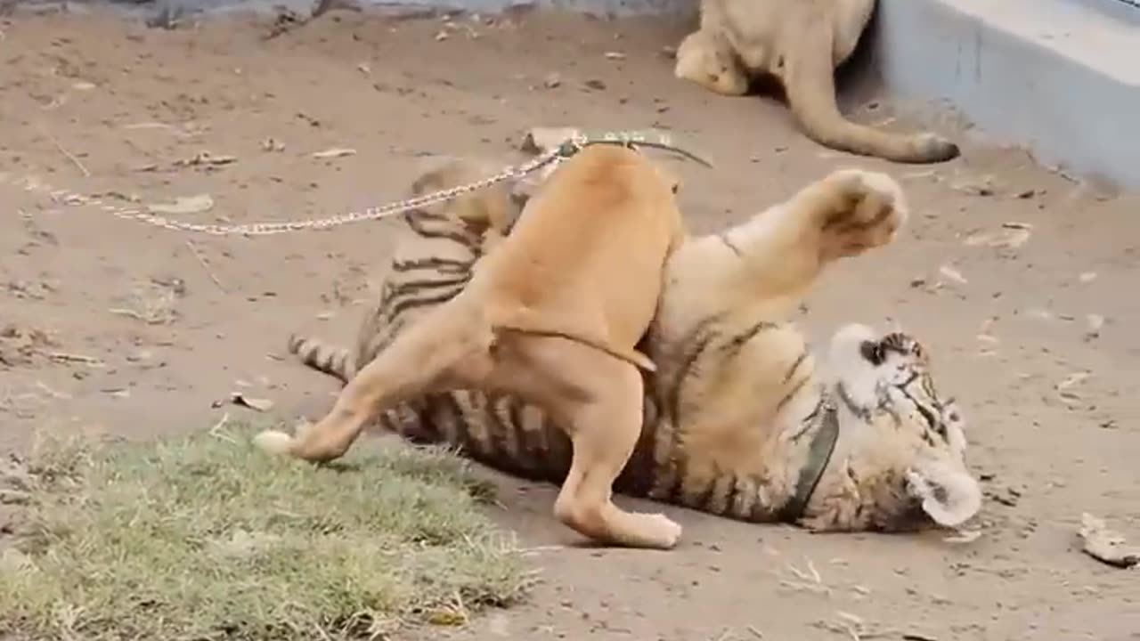 Dog playing with tiger 🐕🐅🐯