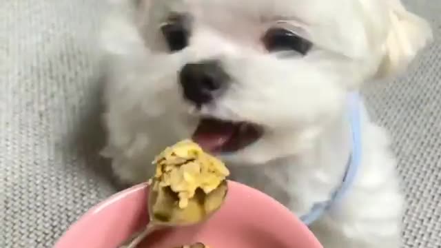 Adorable PUPPY Always hungry cute😋 viral puppy video Part-2 | white cute puppy