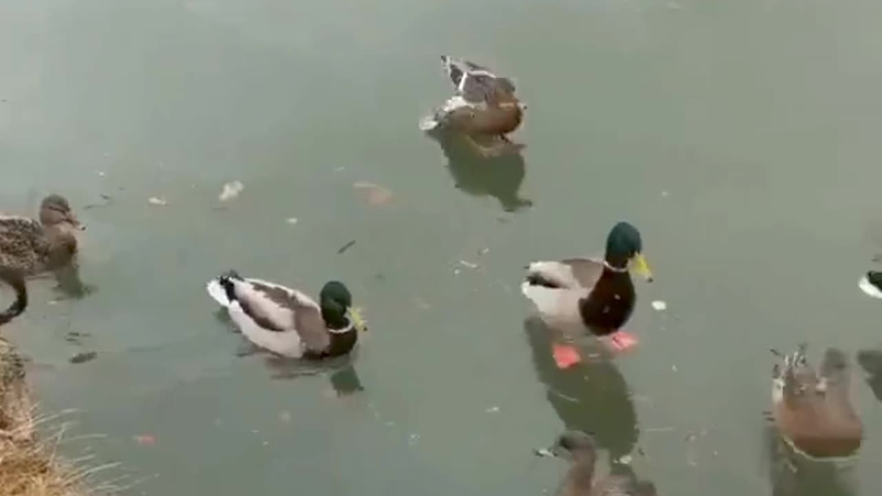 Duck 🦆 landing on ice