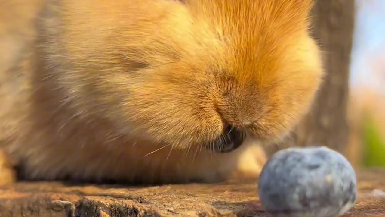 Cute rabbit baby eating 😺 , funniest animals