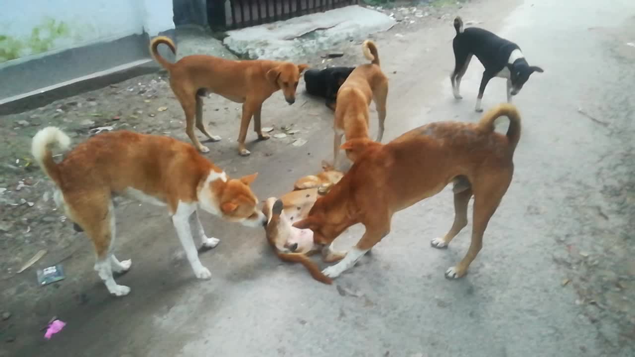 Wow dog enjoy👉😁😁😁😁 now 🤔🤔