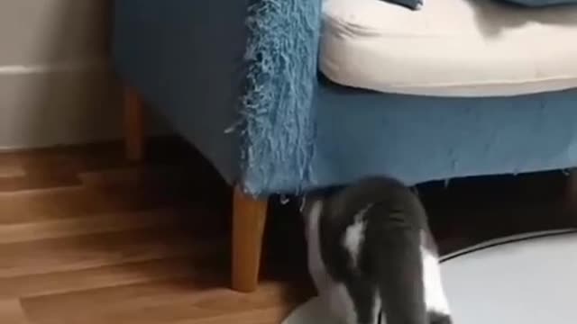 Funniest Cats 🐱 Funny Animal Videos ameile247 #3