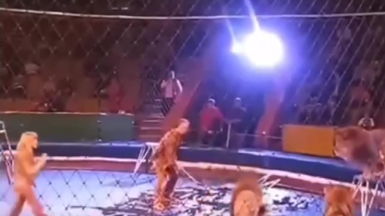 Lions are wild animals. And when they get angry...😲