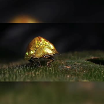 G😍lden T😊rtoise beetle (family Chrysomelidae)