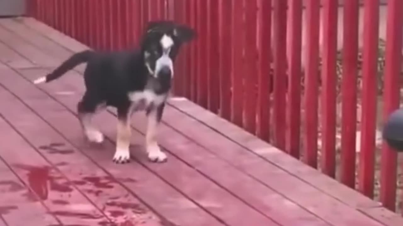 😂FUNNY😍ANIMALS😊LAUGH