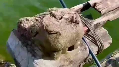 This is a beautiful and charming water-dwelling species