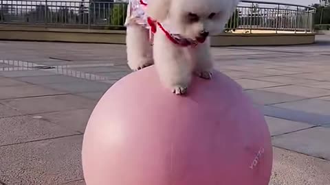 Funny videos of wonderful dog performances