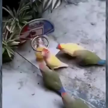 Funny animal videos