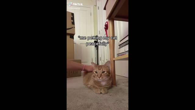 Funny Animal Videos that Make Me Laugh Uncontrollably