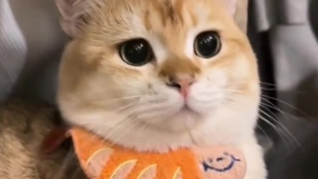 Can you see what Kitty's round head is thinking?