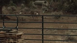 2 Bucks locking antlers