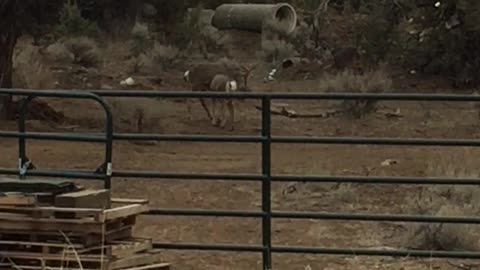 2 Bucks locking antlers