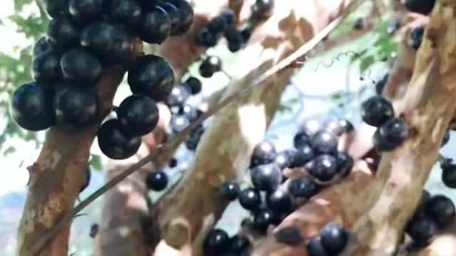 Jaboticaba AKA Brazilian Tree Grape! 🌳🍇