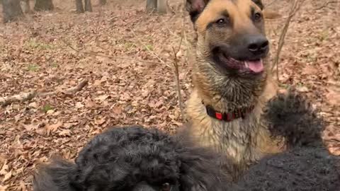 Poodle with big leap almost clears creek