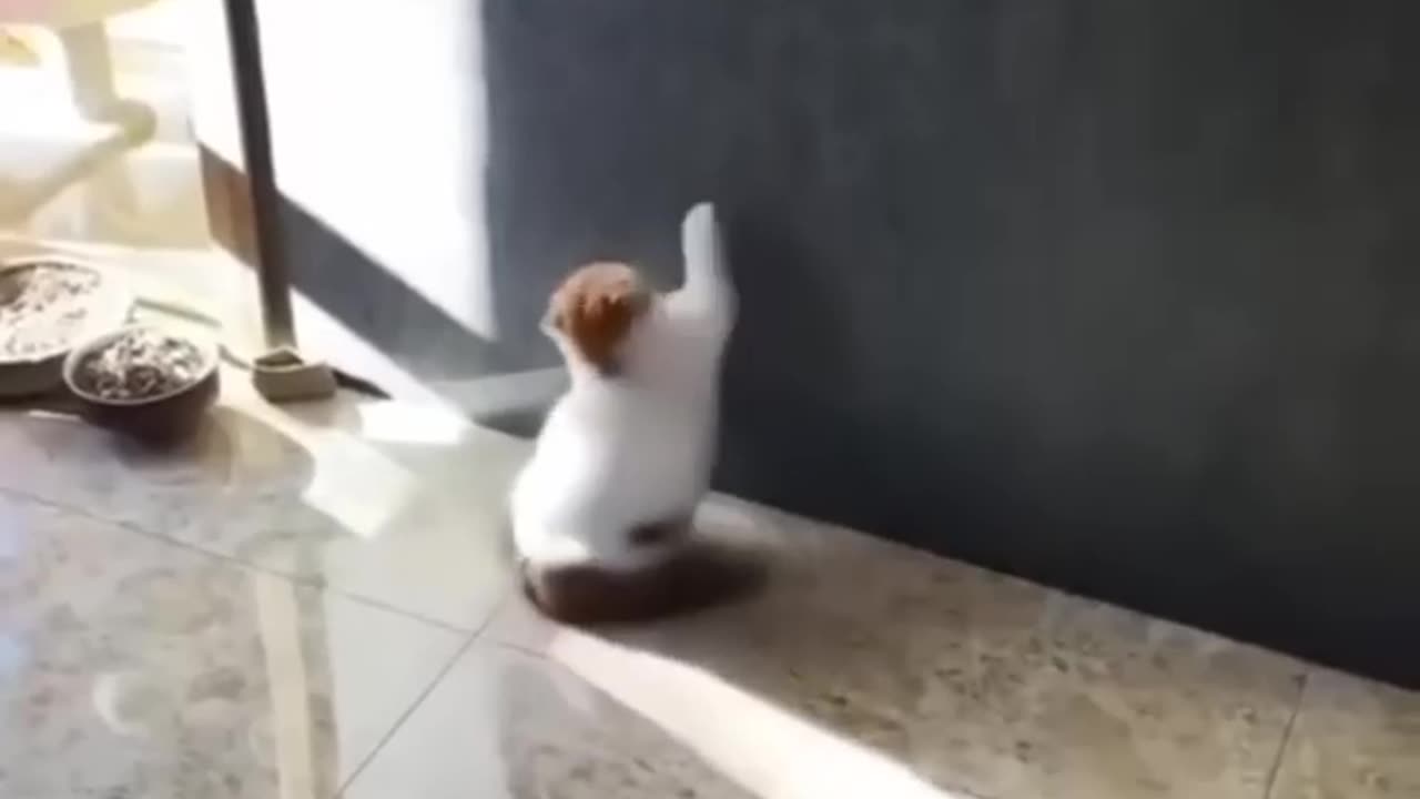 Funny animals 😂🤣 Funny cats 😺