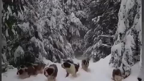Cachorros fofinhos