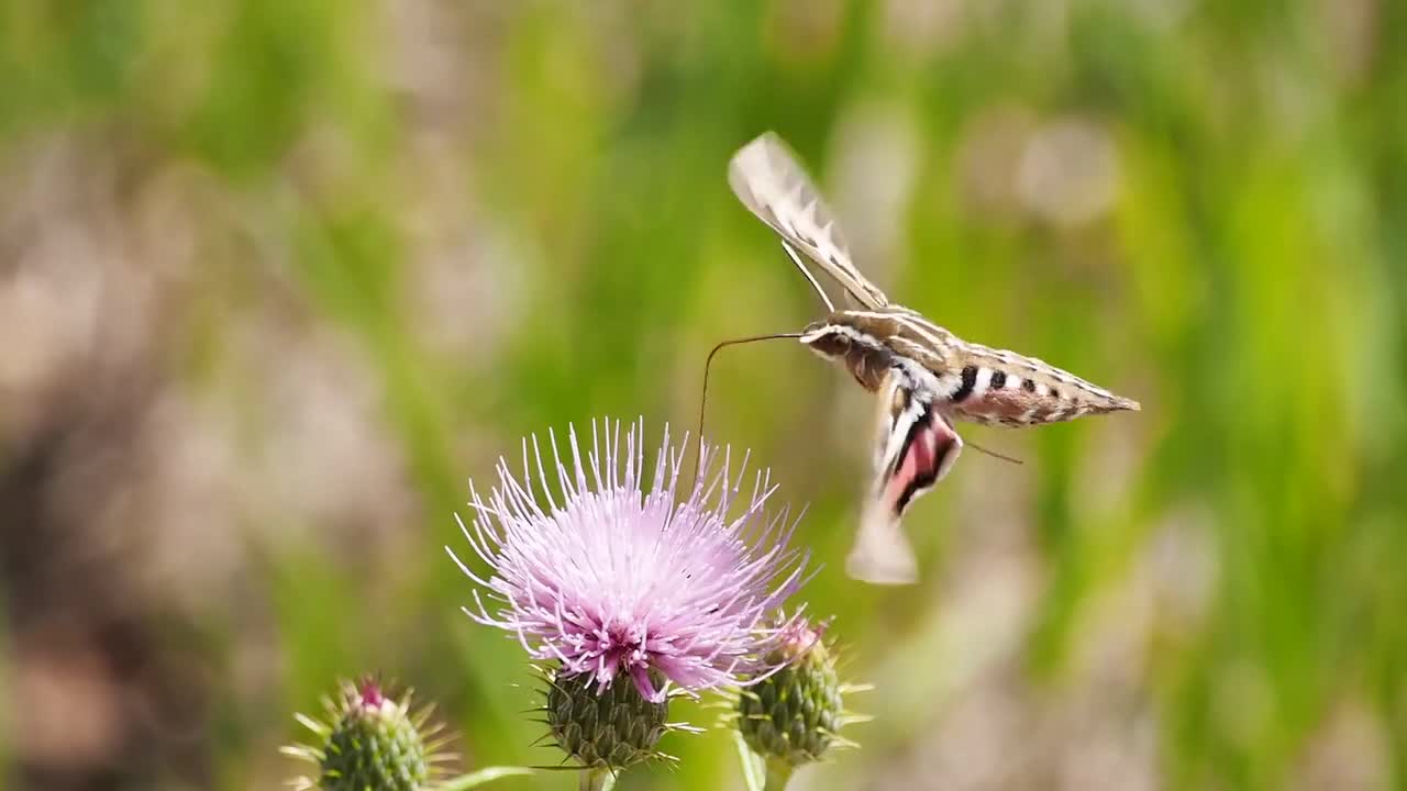 Butterfly insect10pug