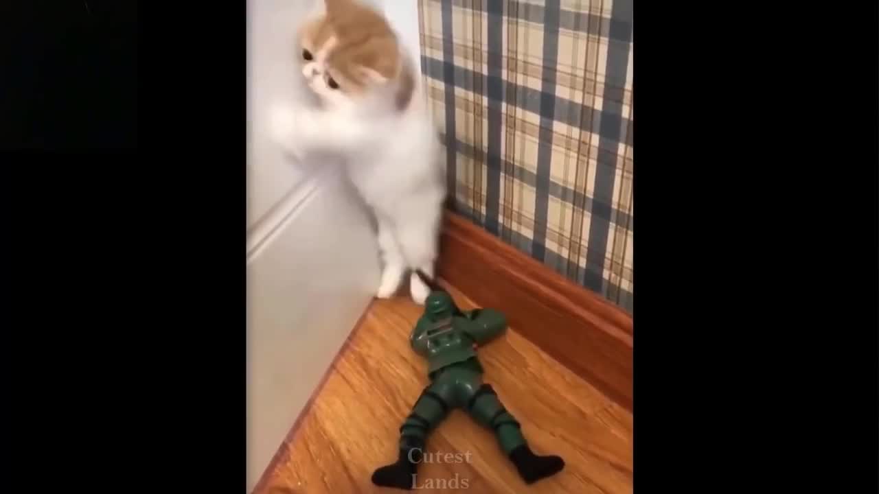 Funny cat videos