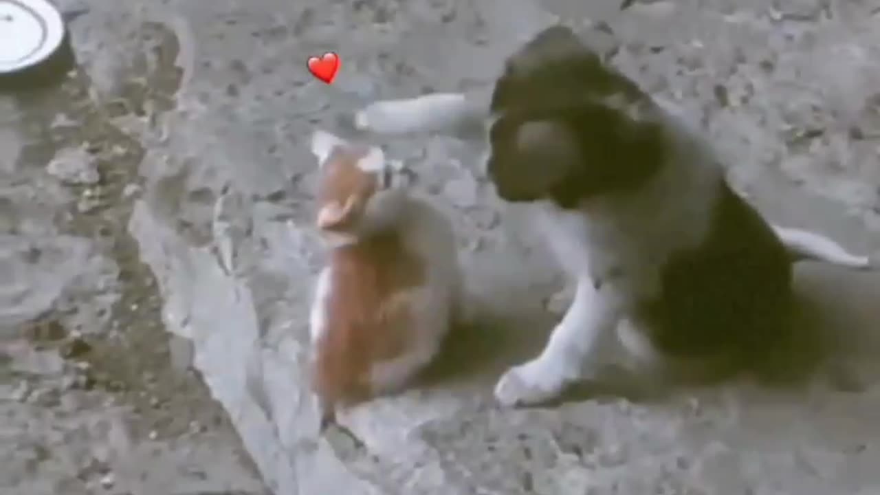 cute animals_Cute puppy loving the kitten