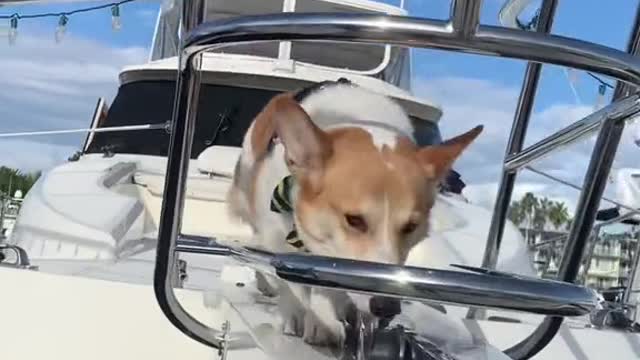 Everyone applaud Cooper pls #corgi #dogsoftiktok #puppy #boat