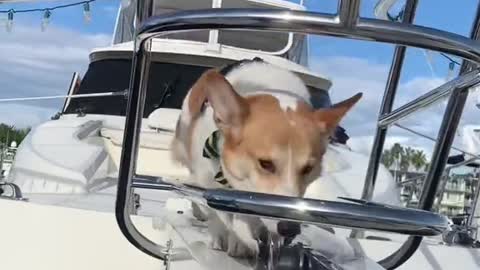 Everyone applaud Cooper pls #corgi #dogsoftiktok #puppy #boat