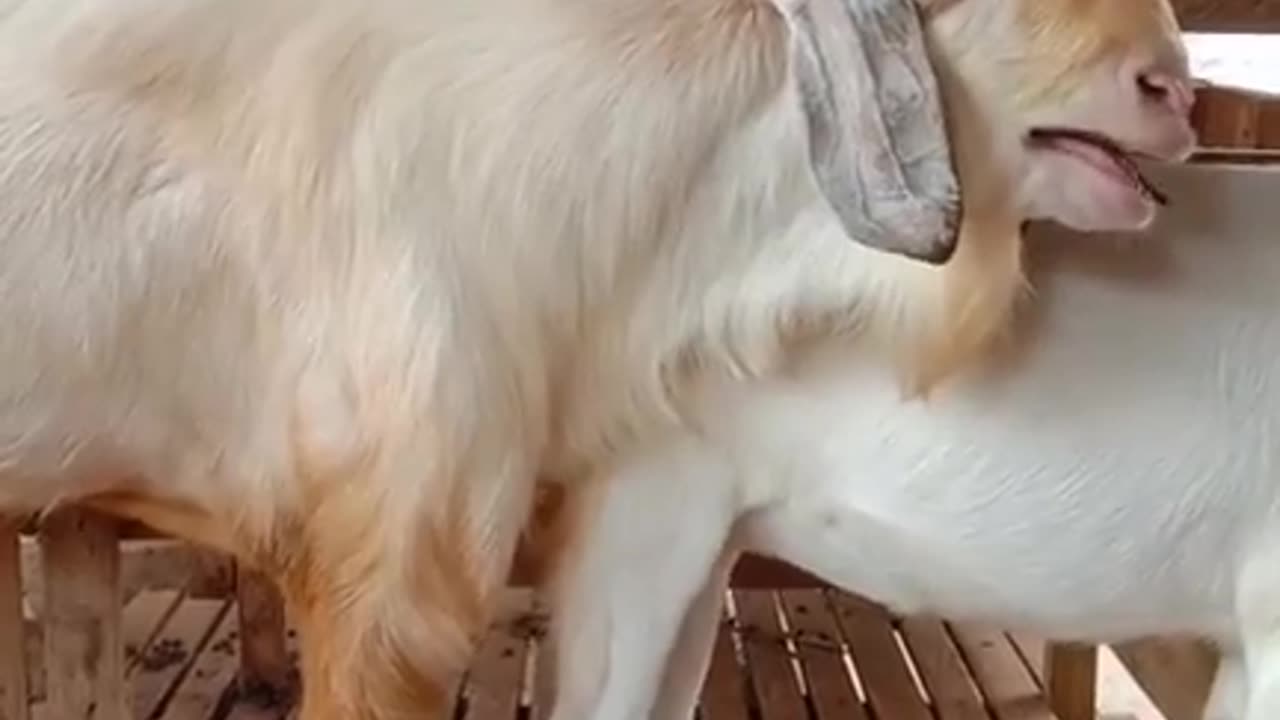 GOAT LOVE