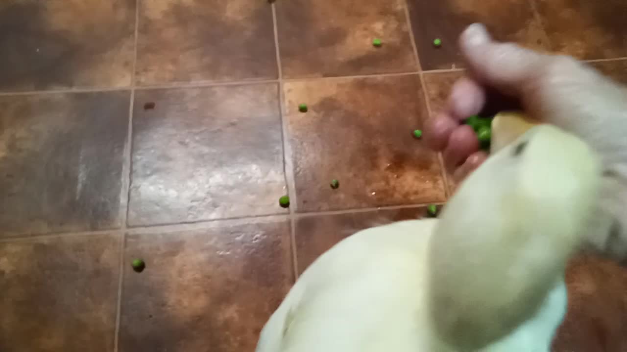 Indian Runner Duckling eating peas after it's bath